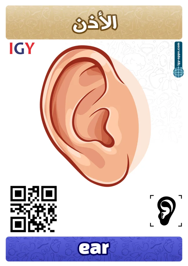Ear — أذن