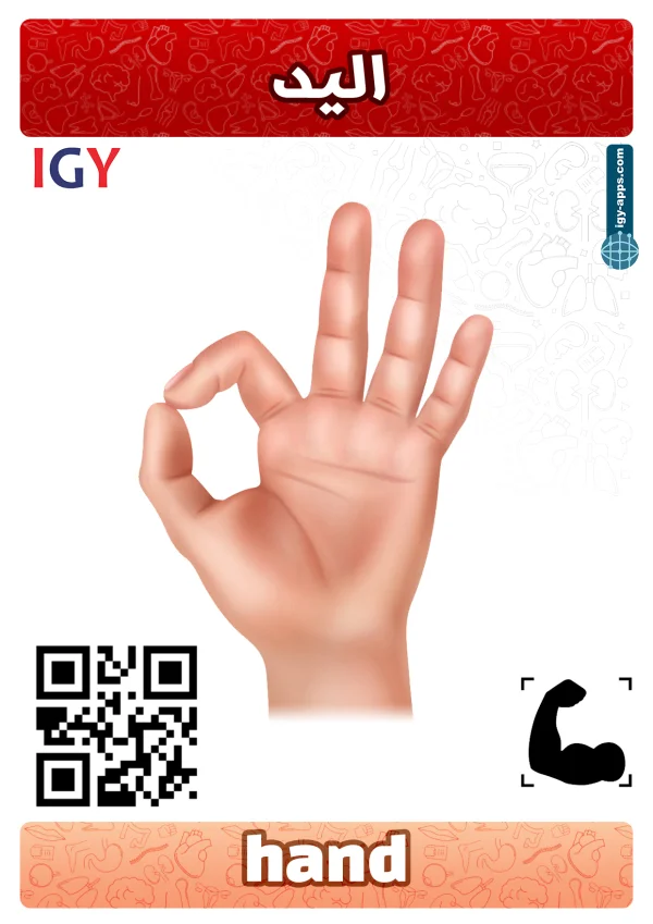 Hand — يد