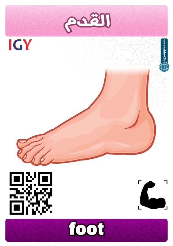 Foot — قدم