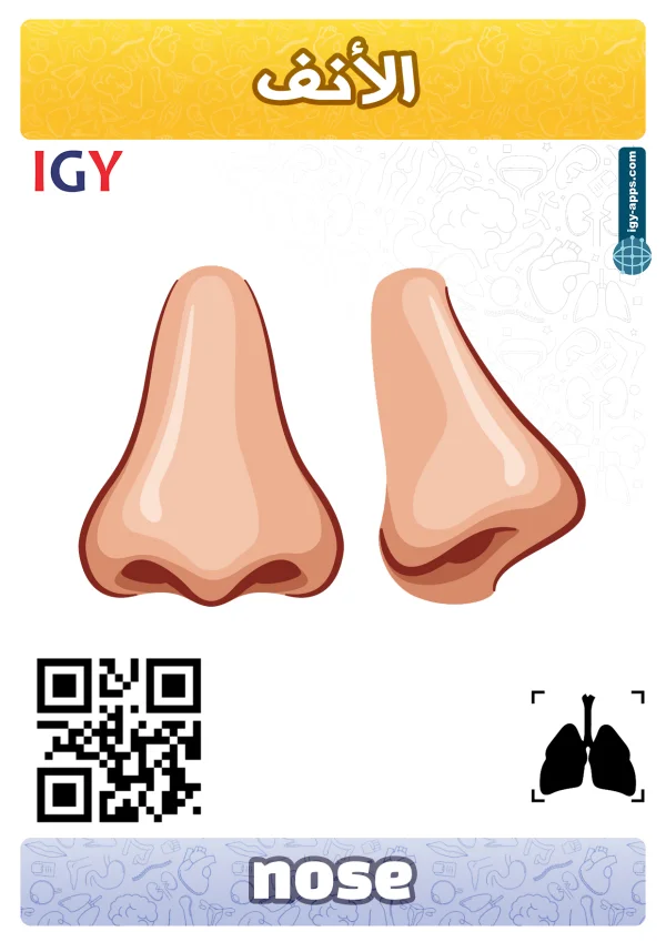 Nose — أنف