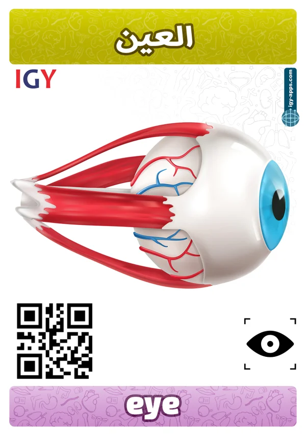 Eye — عين