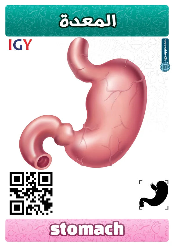 Stomach — معدة