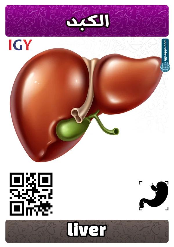 Liver — كبد