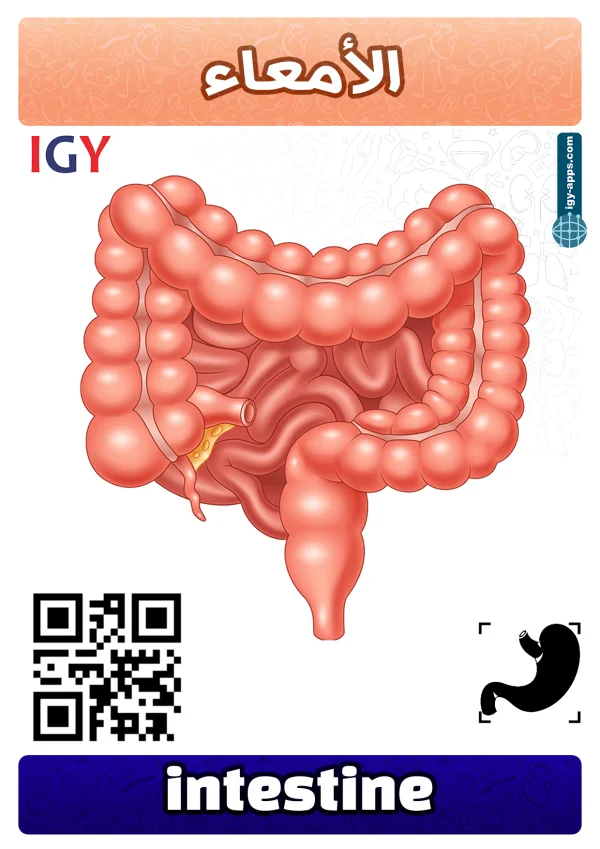 Intestine — أمعاء