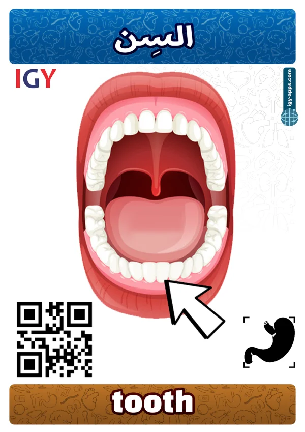 Tooth — سن