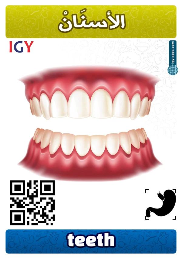 Teeth — أسنان