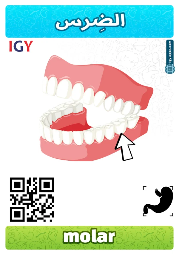 Molar — ضرس
