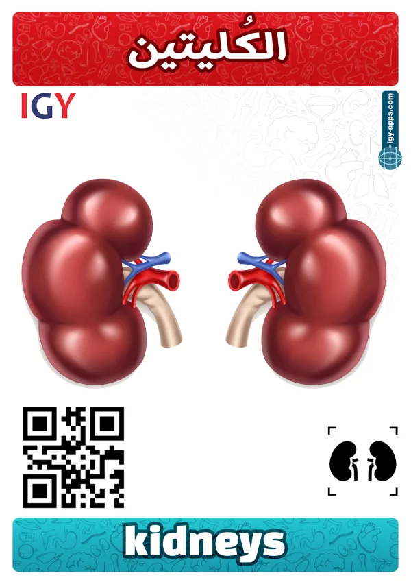 Kidneys — كلى