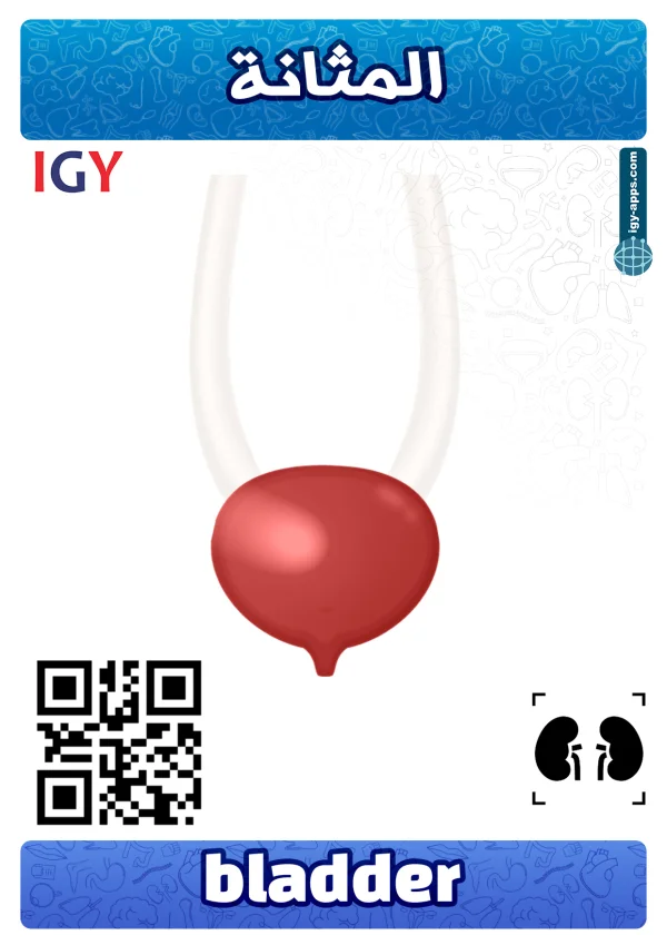 Bladder — مثانة