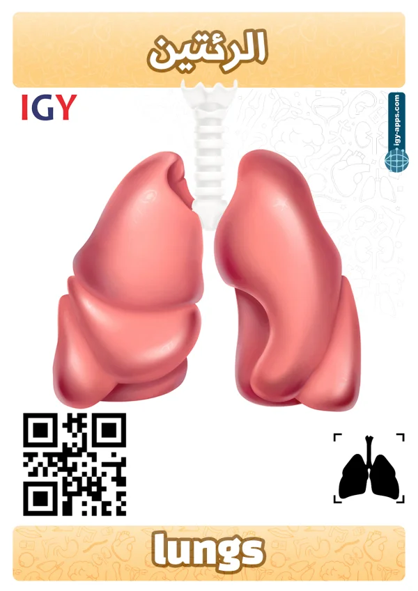 Lungs — رئتان
