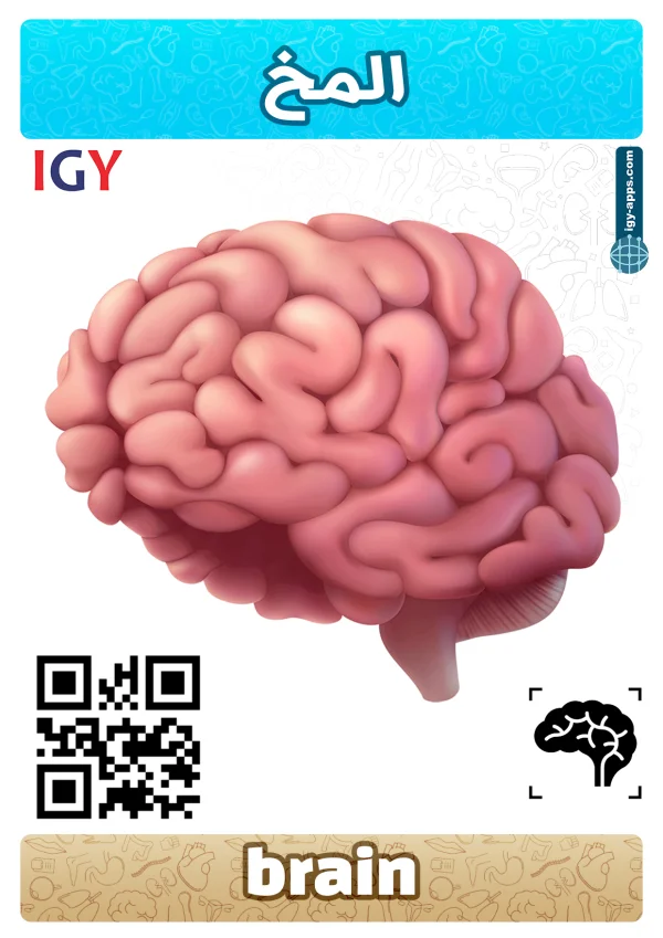 Brain — دماغ