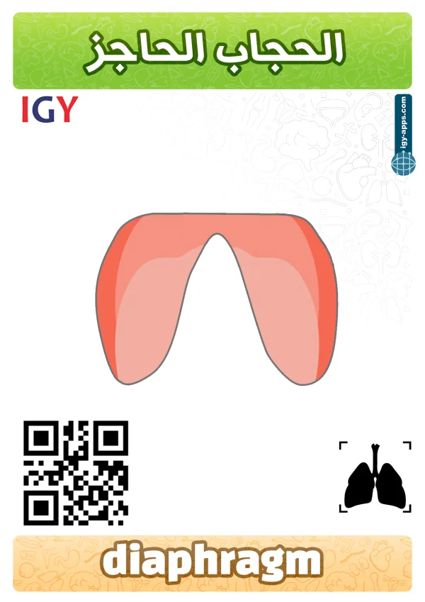 Diaphragm — حجاب حاجز