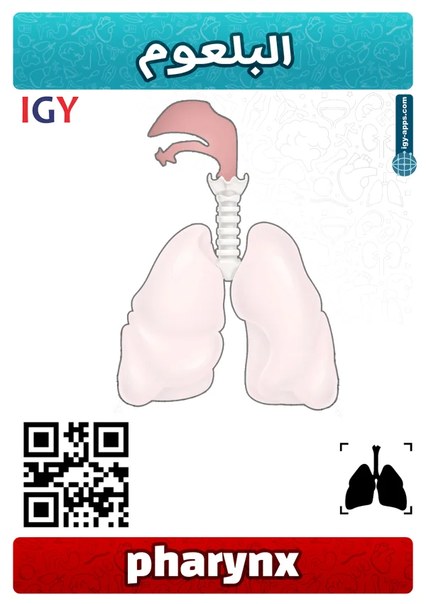 Pharynx — بلعوم