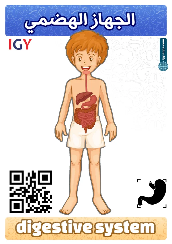 Digestive System — الجهاز الهضمي