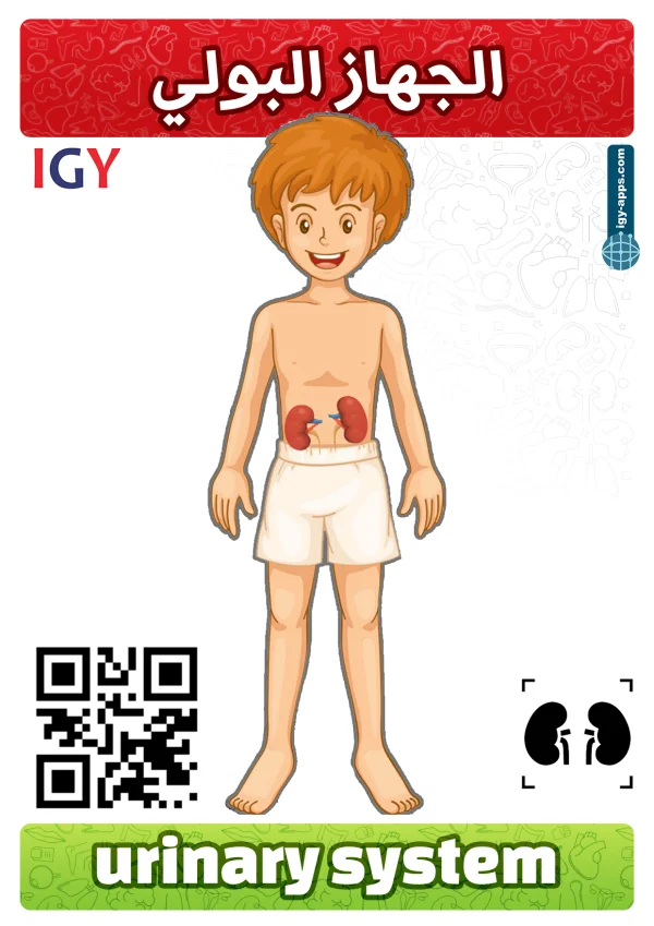 Urinary System — الجهاز البولي