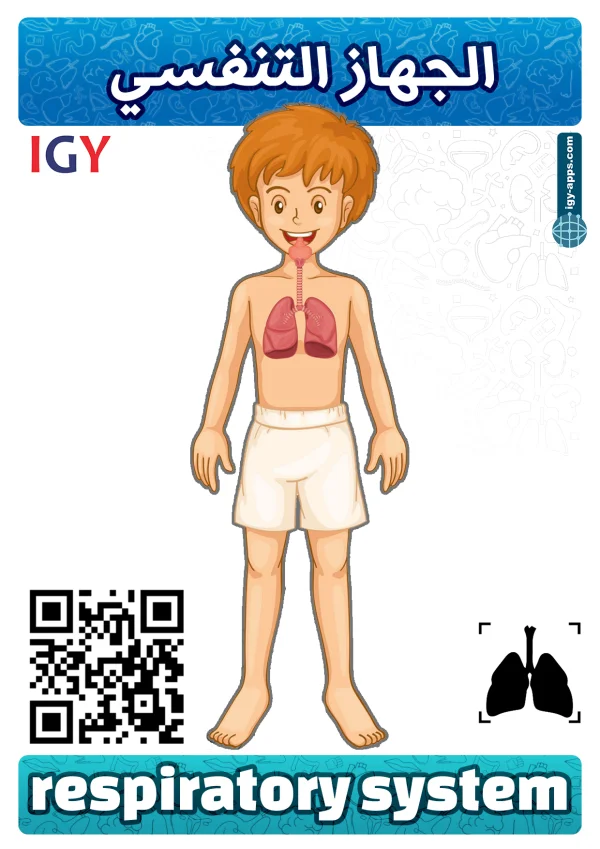 Respiratory System — الجهاز التنفسي