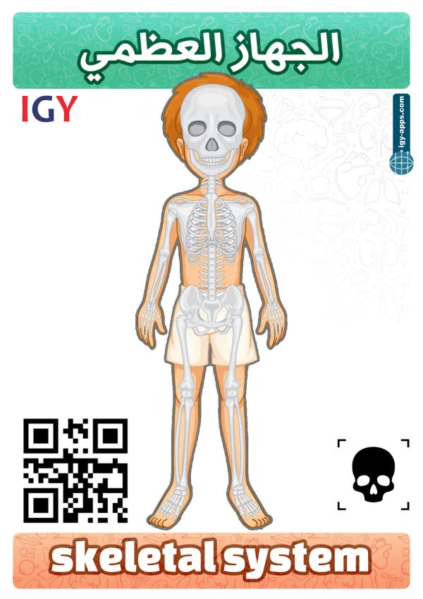 Skeletal System — الجهاز العظمي