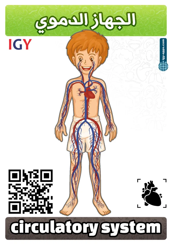 Circulatory System — الجهاز الدوري