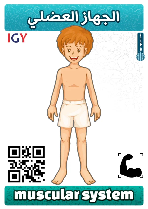 Muscular System — الجهاز العضلي