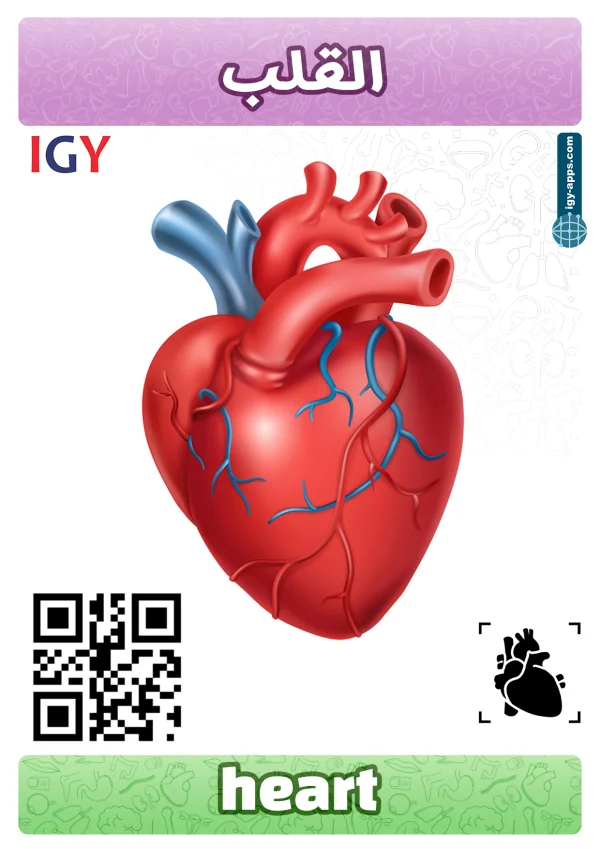 Heart — قلب
