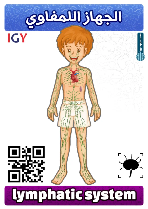 Lymphatic System — الجهاز اللمفاوي