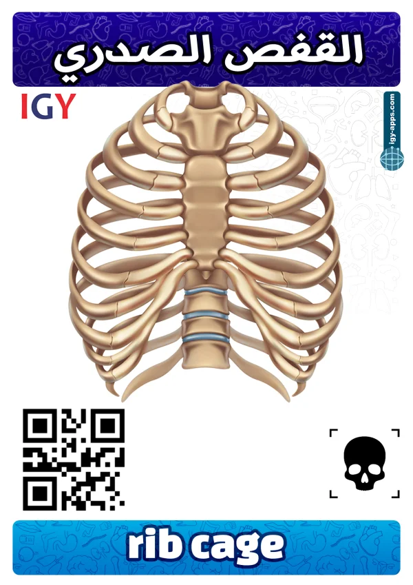 Rib Cage — قفص صدري