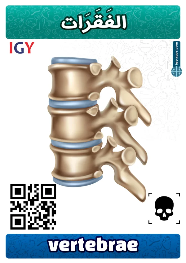 Vertebrae — فقرات