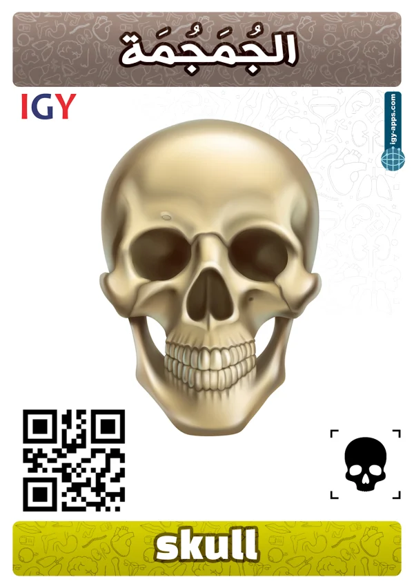 Skull — جمجمة