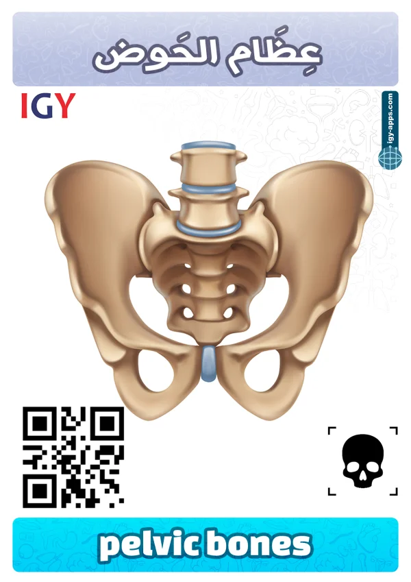 Pelvic Bones — عظام الحوض