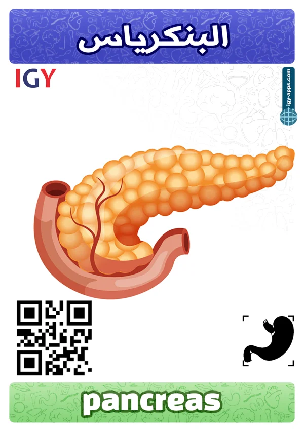 Pancreas — بنكرياس