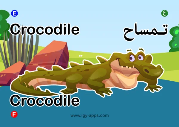 Crocodile — تمساح