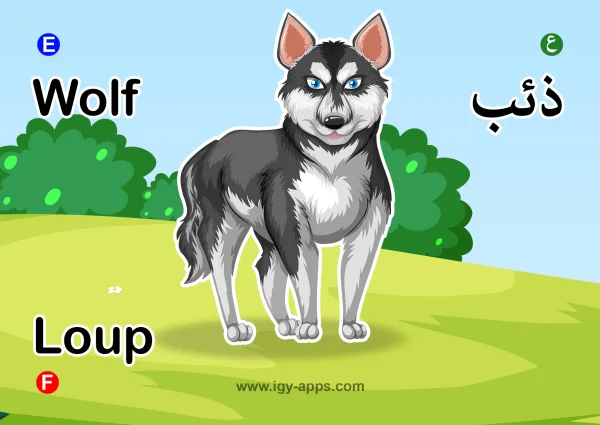 Wolf — ذئب