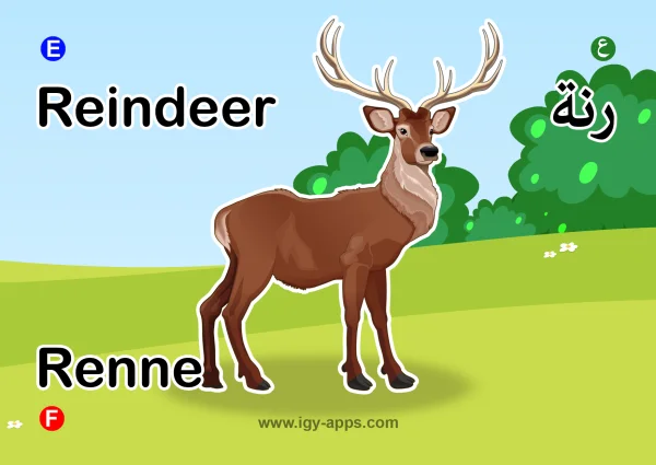 Reindeer — رنة