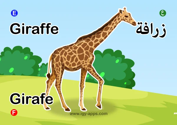 Giraffe — زرافة