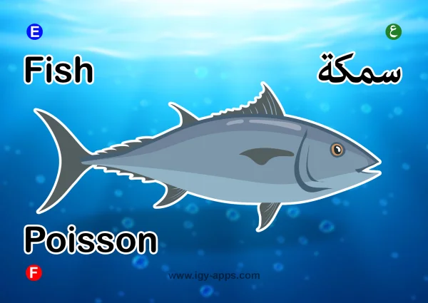 Fish — سمكة