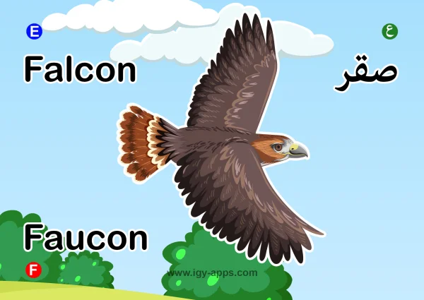 Eagle — نسر