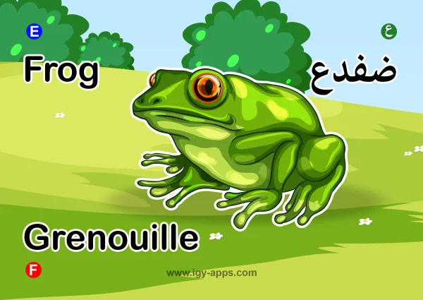Frog — ضفدع