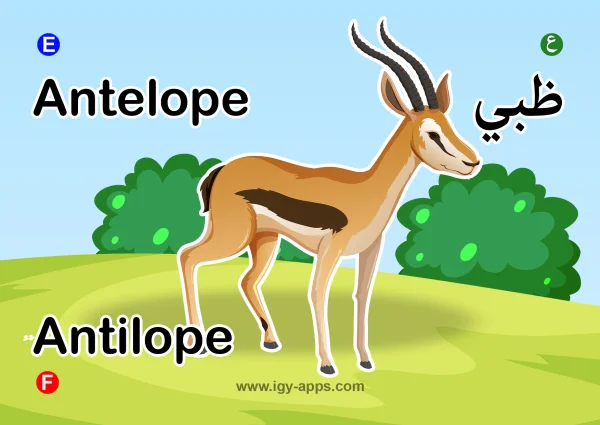 Deer — غزال