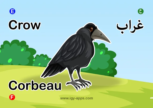 Crow — غراب