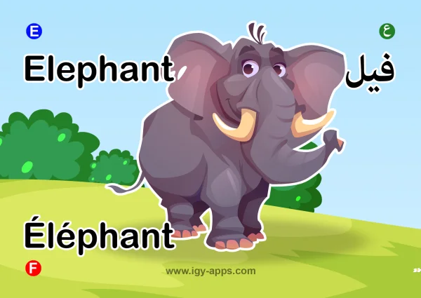 Elephant — فيل