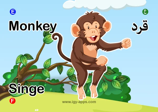 Monkey — قرد