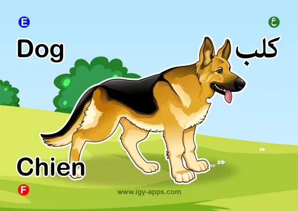 Dog — كلب