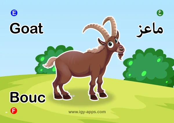 Goat — ماعز