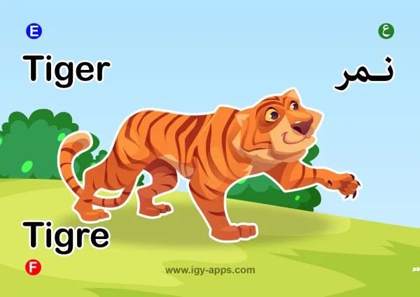 Tiger — نمر