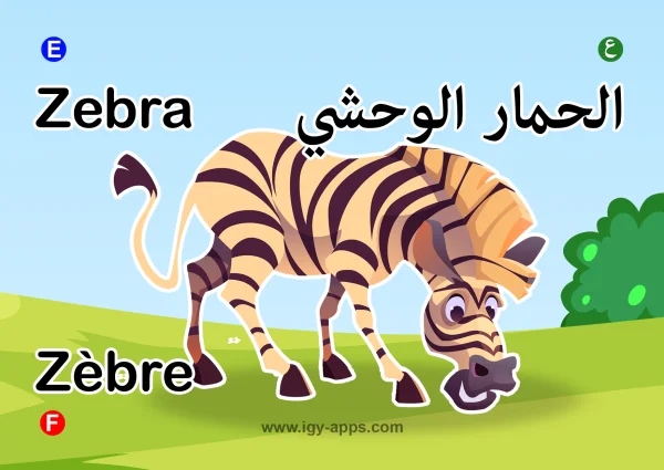 Zebra — حمار وحشي