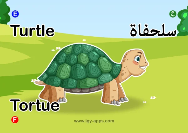 Turtle — سلحفاة