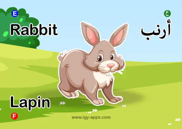Rabbit — أرنب