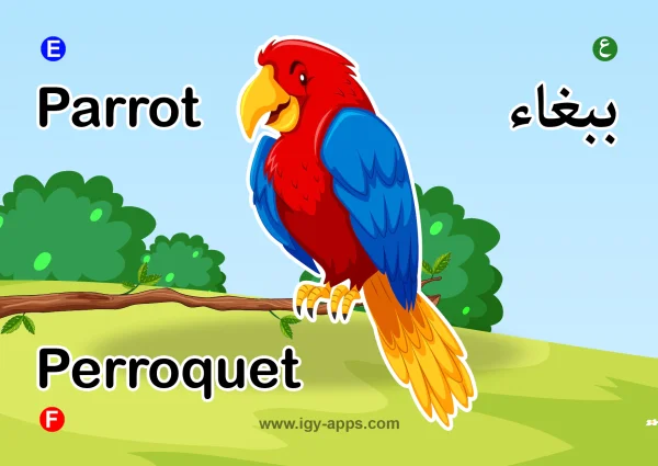 Parrot — ببغاء