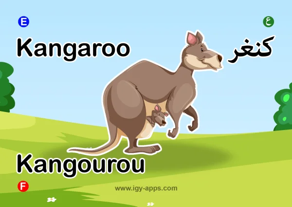 Kangaroo — كنغر