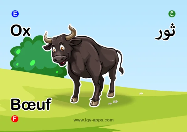 Ox — ثور